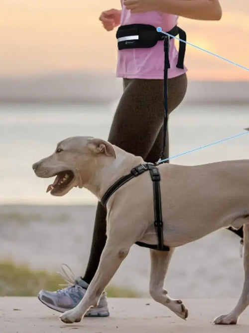 Paseo al atardecer con la correa bungee Kanina sujeta a la cintura
